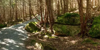 Trail with trees on each side with moss.